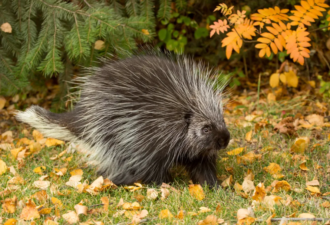 Adult porcupine on grass with trees in background