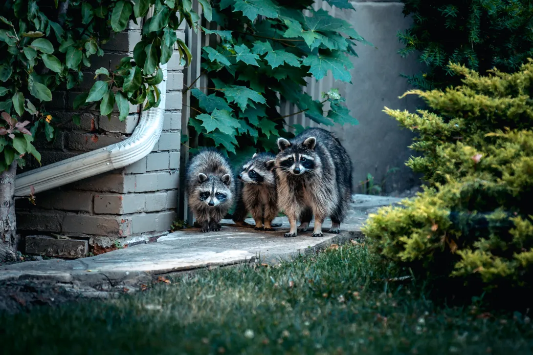 urban raccoon family near a house