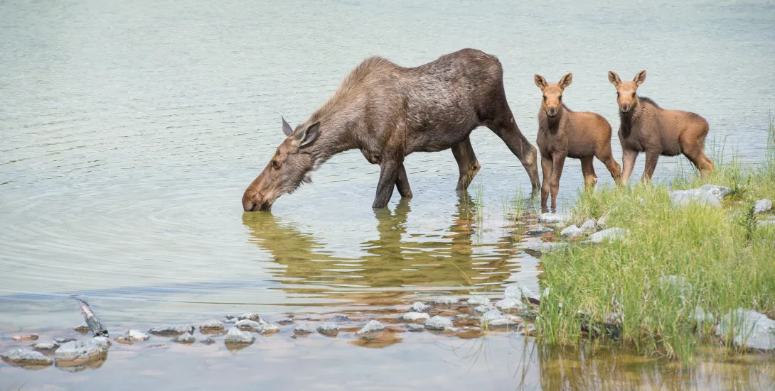 Moose cow with two calves in water