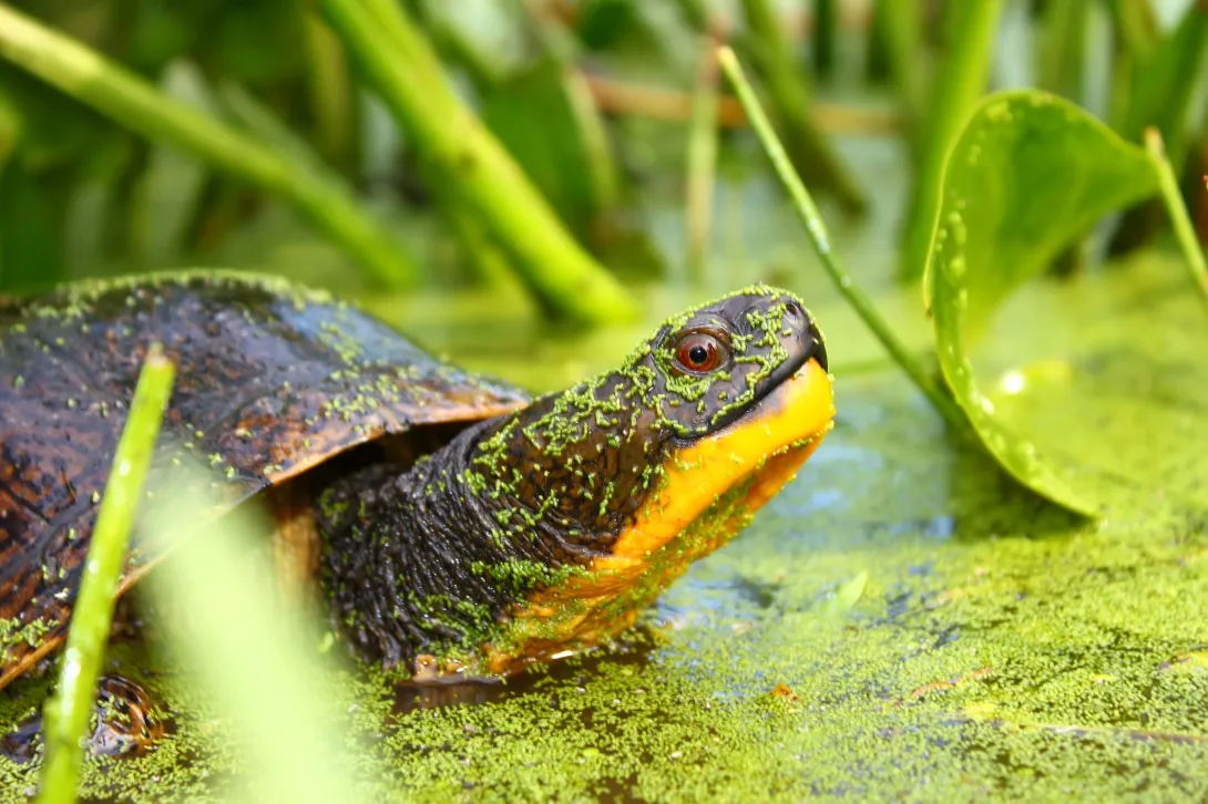 Close up Blanding's turtle in marsh