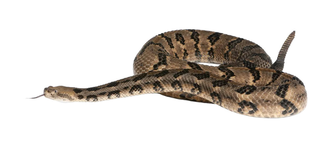 Rattlesnake coiled
