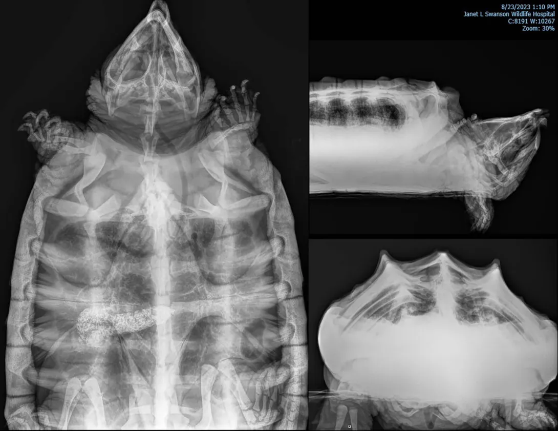 A full diagnostic examination was performed by the Janet L. Swanson Wildlife Hospital, including radiographs.