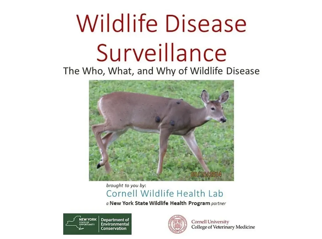 Thumbnail of Disease Surveillance title slide