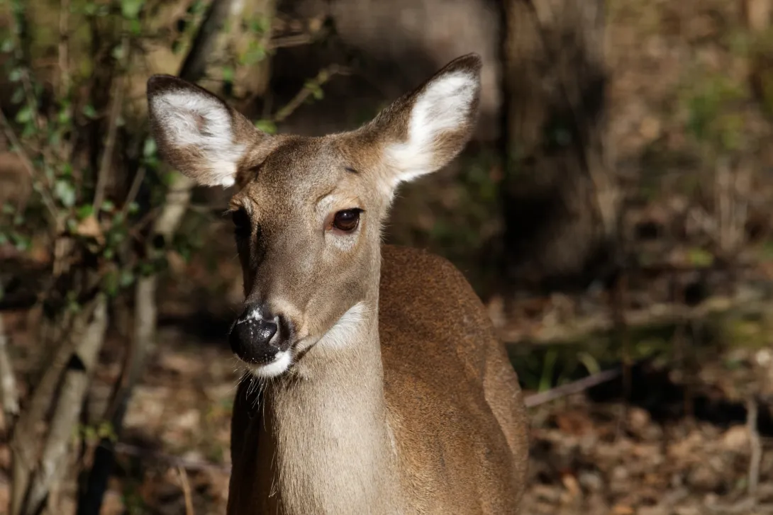 White-tailed doe close up