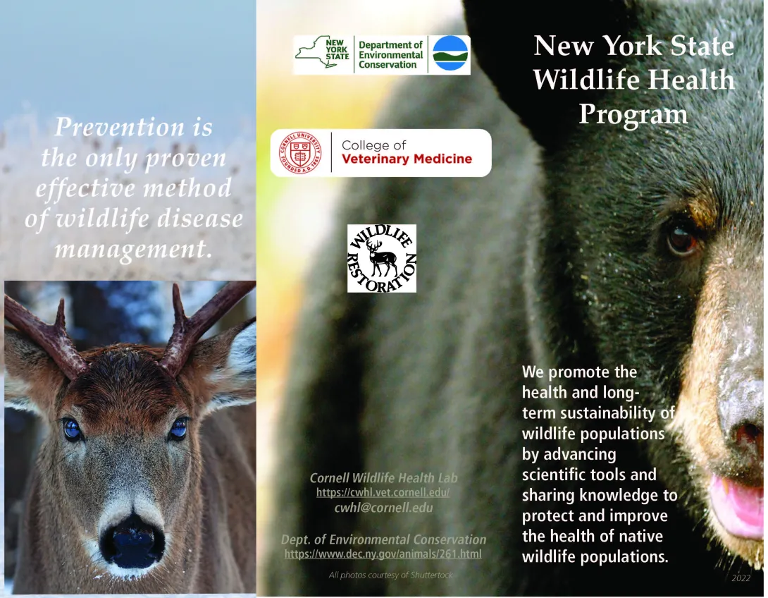 Thumbnail of NYS WHP Program Brochure 2022