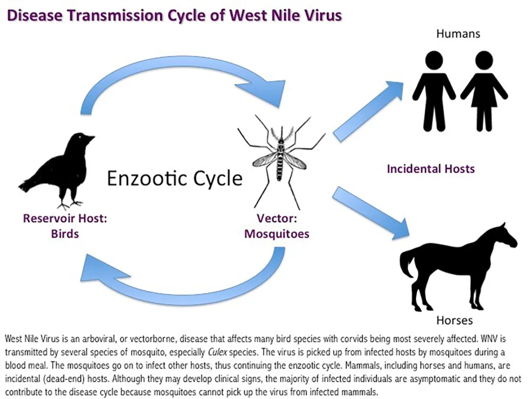 Disease Transmission Cycle of West Nile Virus CDC