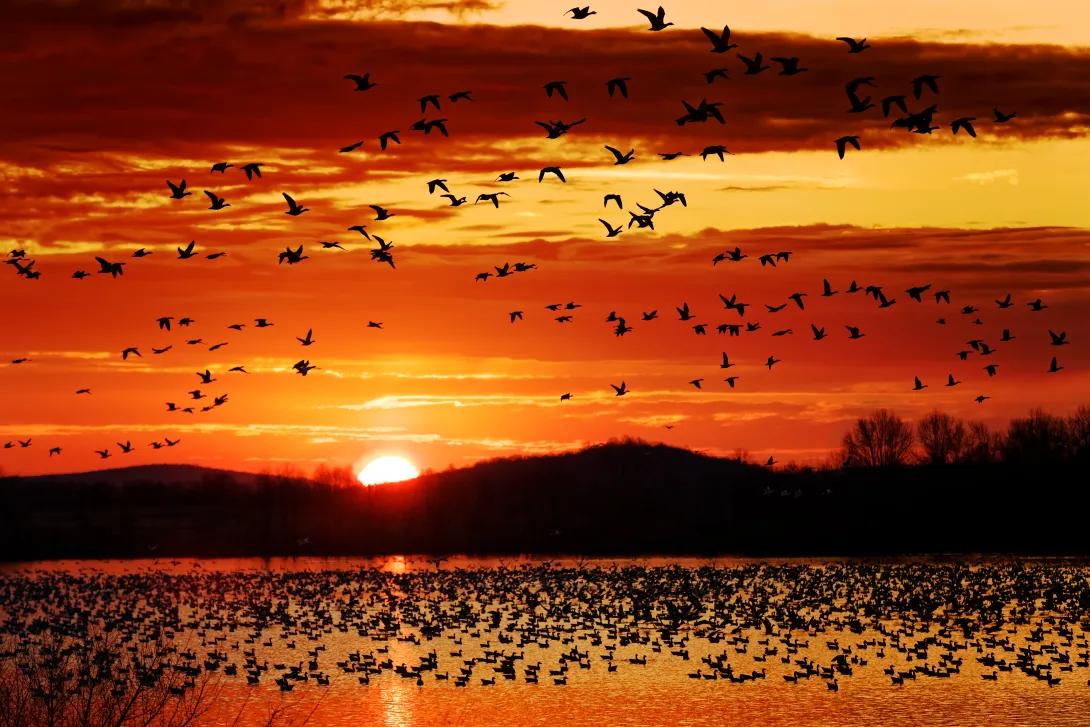 Thousands of migrating Snow Geese fly from a lake at sunset in Lancaster County, Pennsylvania, USA.