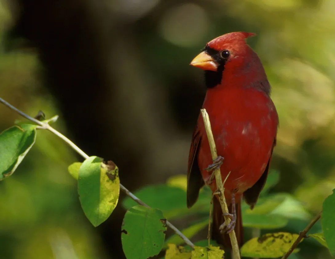 Male cardinal on a branch
