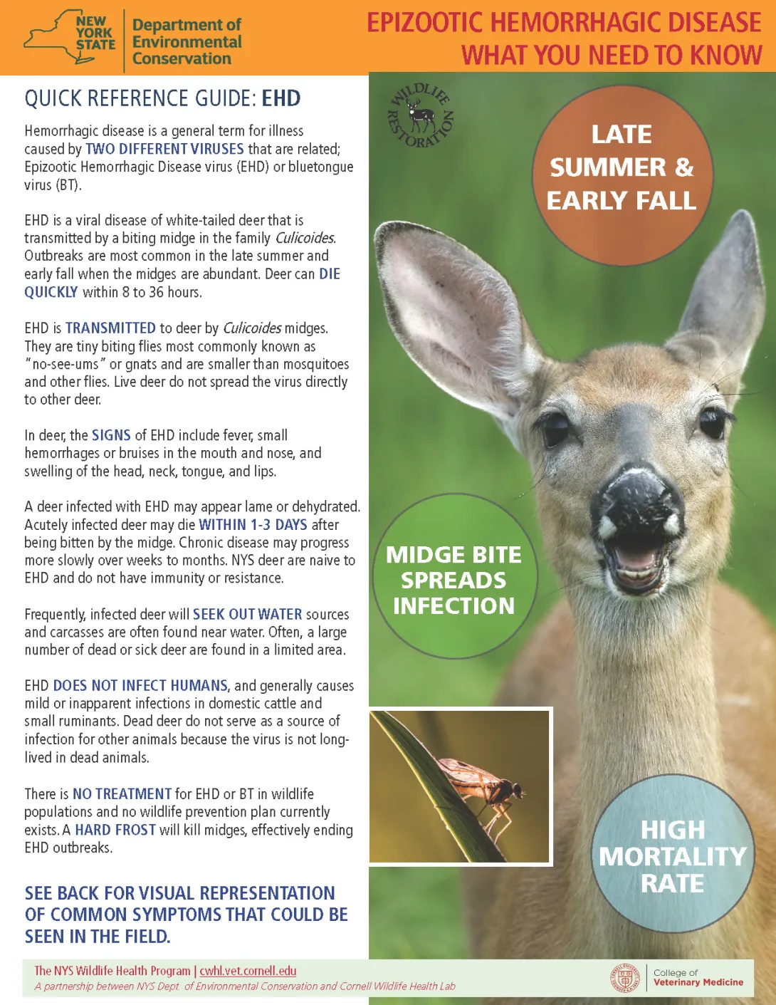 image of EEE fact sheet