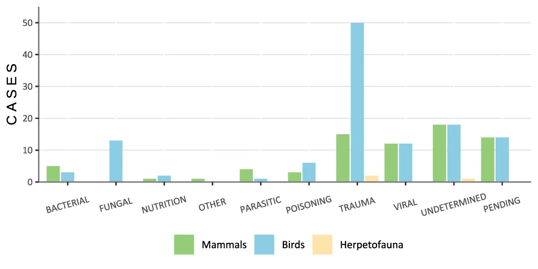 bar graph of animals by category of diagnosis