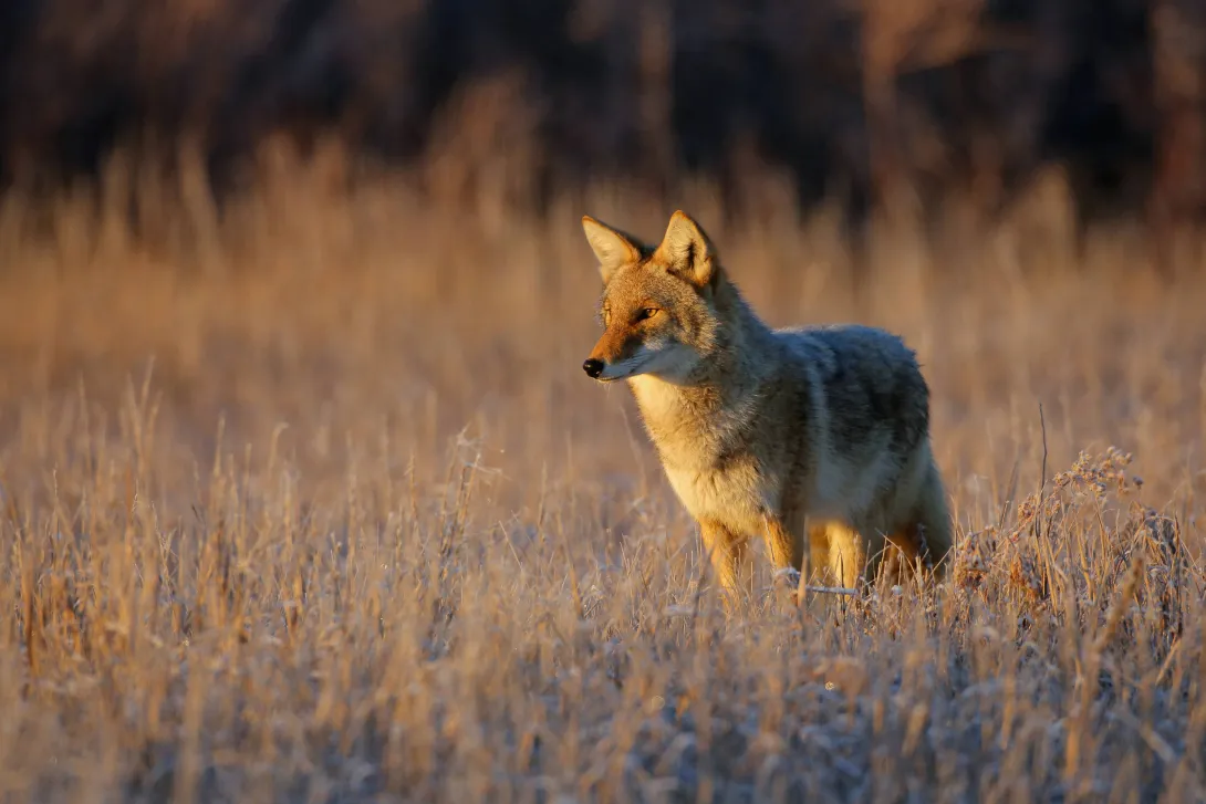 Coyote in field