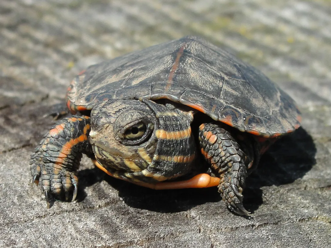 Juvenile Painted turtle