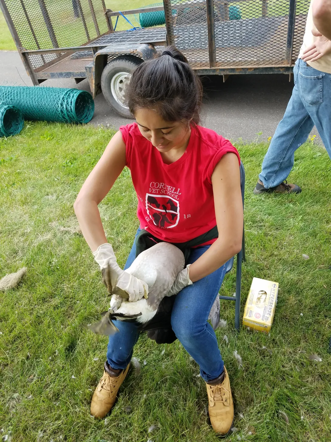 Successful training leads to easier handling and quicker banding - great work Beck!