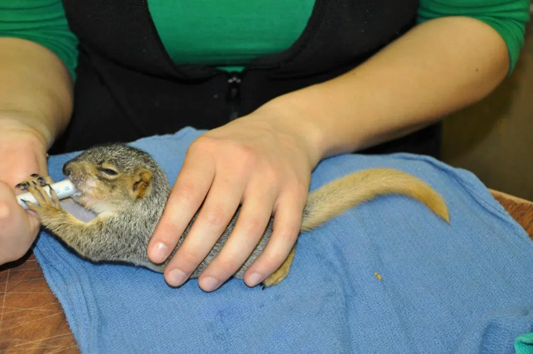 Baby animals like this squirrel need specialized formula, not cows milk which can cause severe stomach upset.