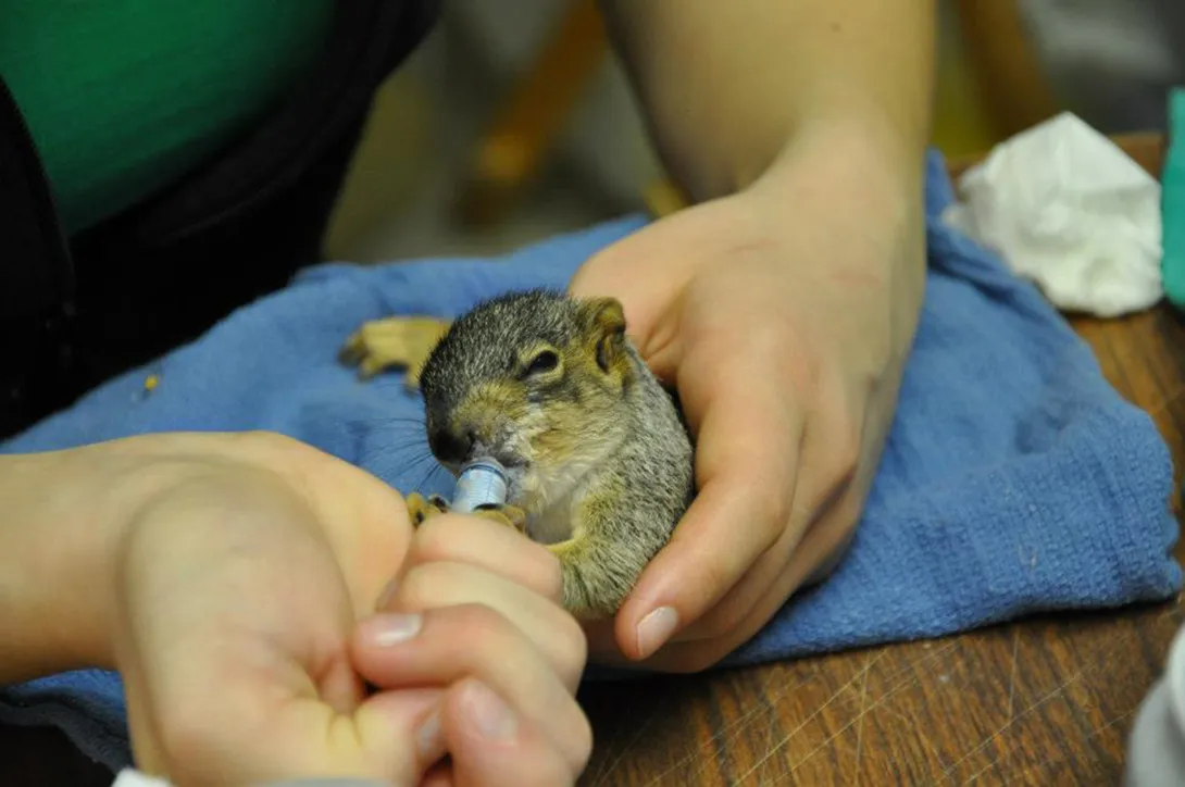 feeding a baby squirrel