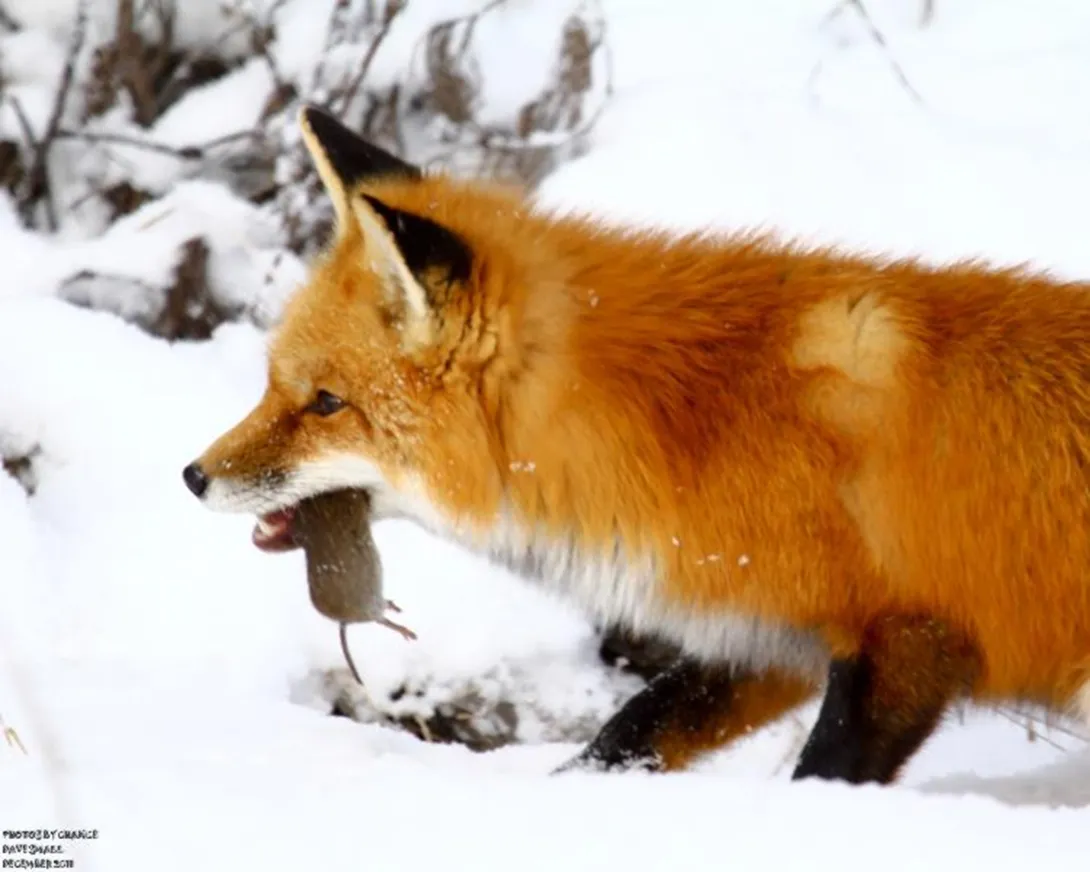 Red fox with prey in snow