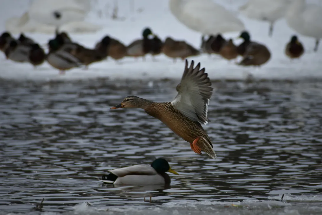 duck flying from water