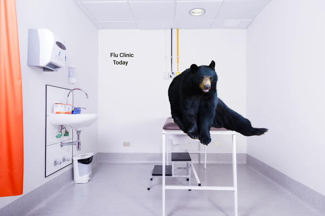 Black bear on Dr table