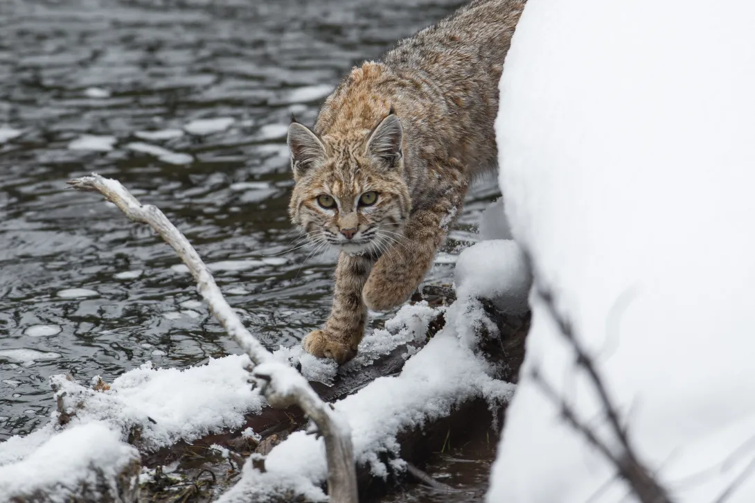 bobcat at snowy water's edge