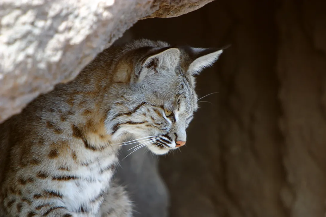 Bobcat (Lynx rufus)