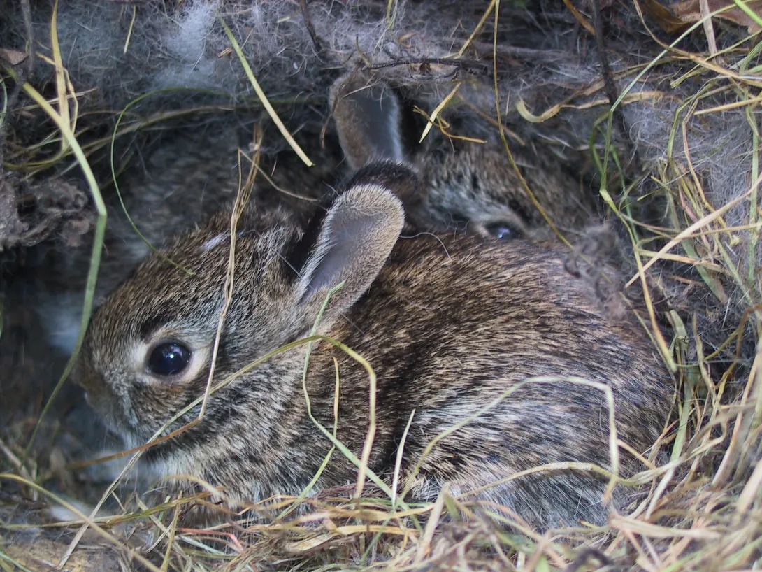 Baby bunnies in their nest