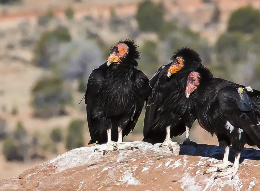 California condors
