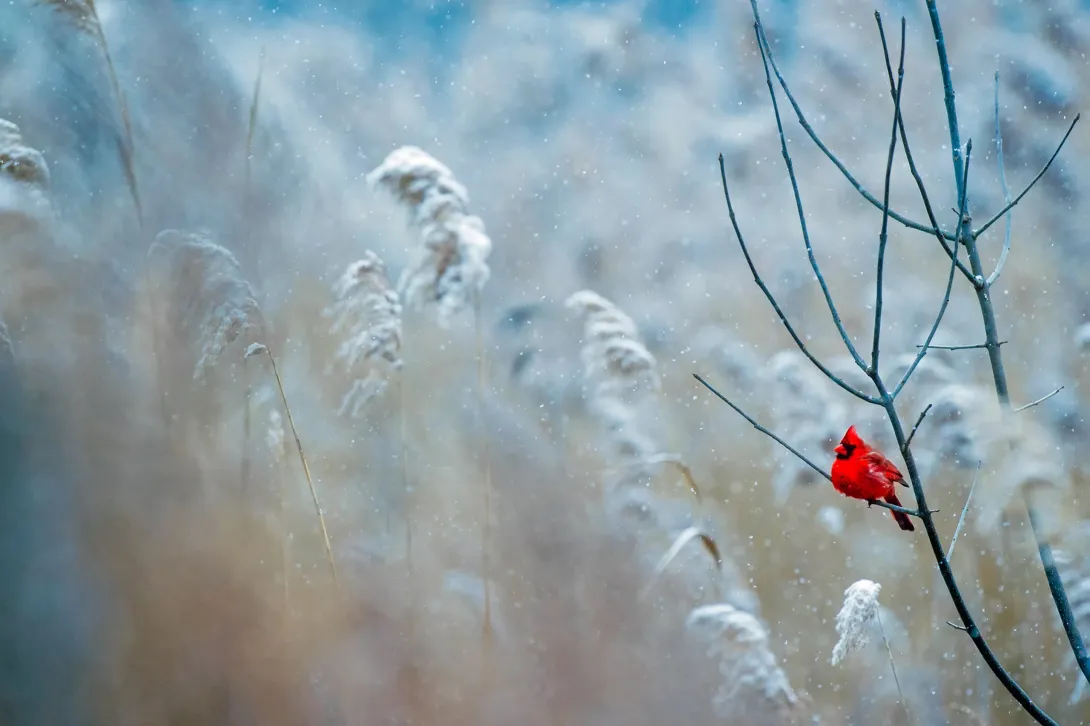 lone male cardinal in a tree on snowy background