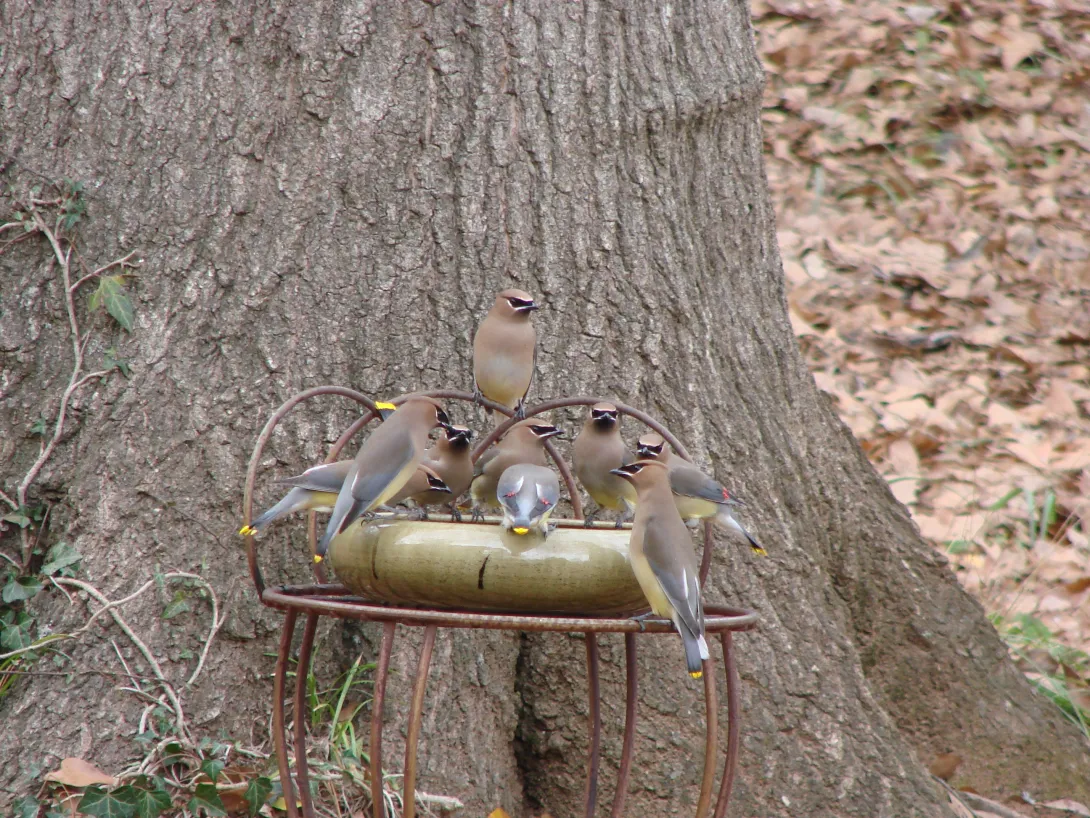 Cedar waxwings congregating at a bird bath