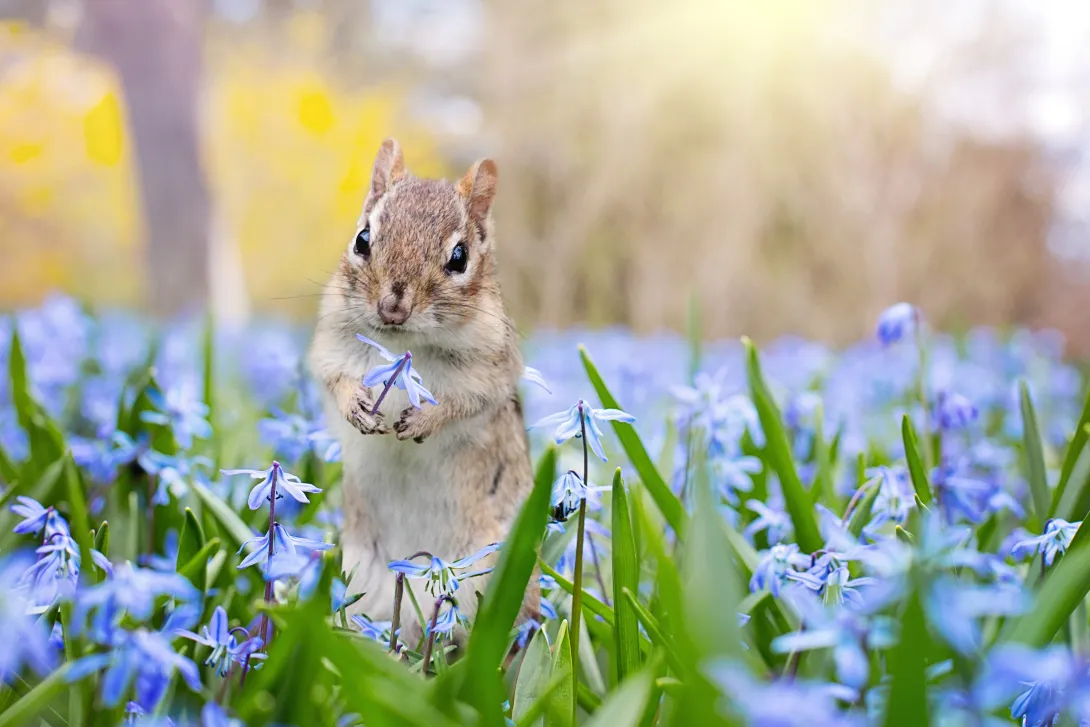 Chimunk in field of flowers
