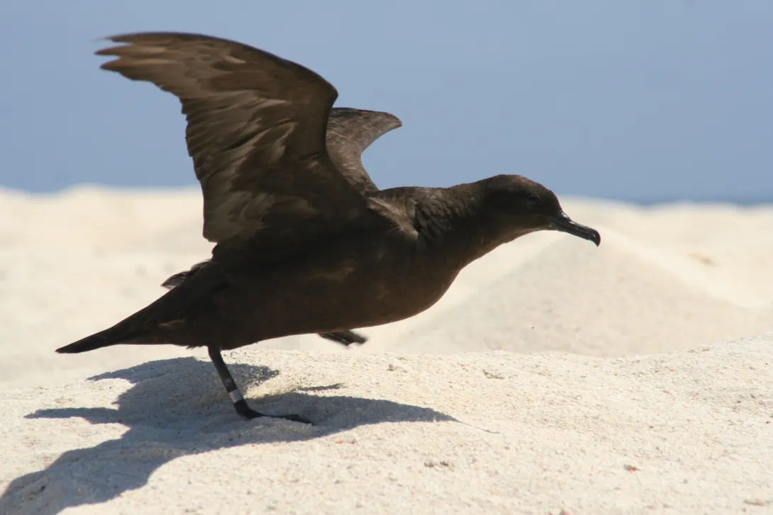 shearwater bird on sand