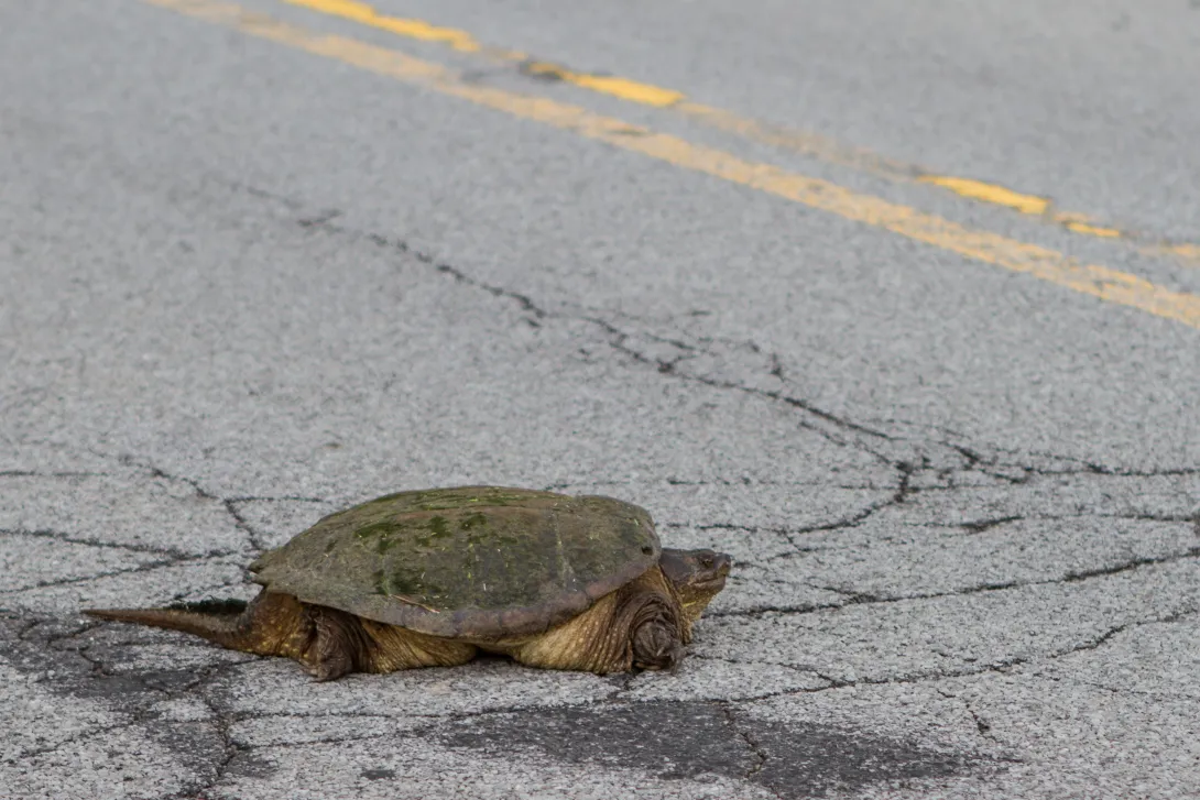 Common snapping turtle crossing the road,