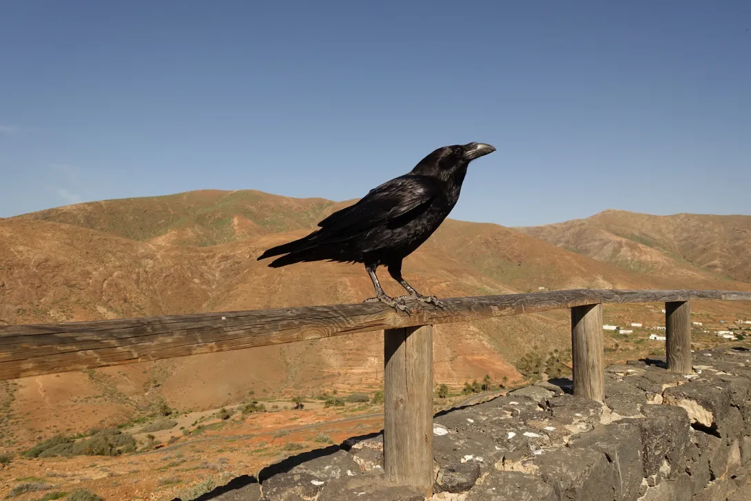 Common raven perched on fence rail 