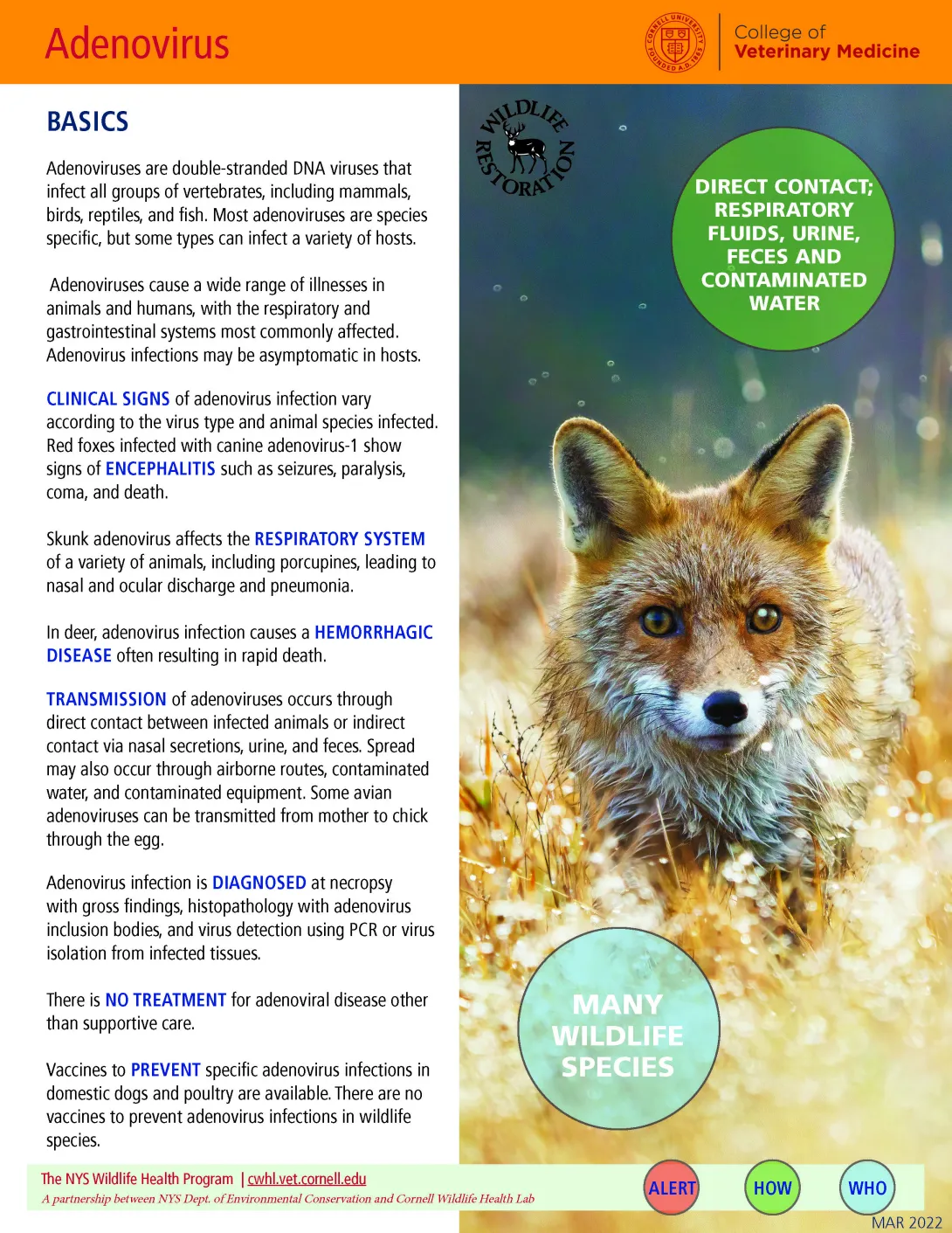 Thumbnail of fact sheet; click on image to download PDF