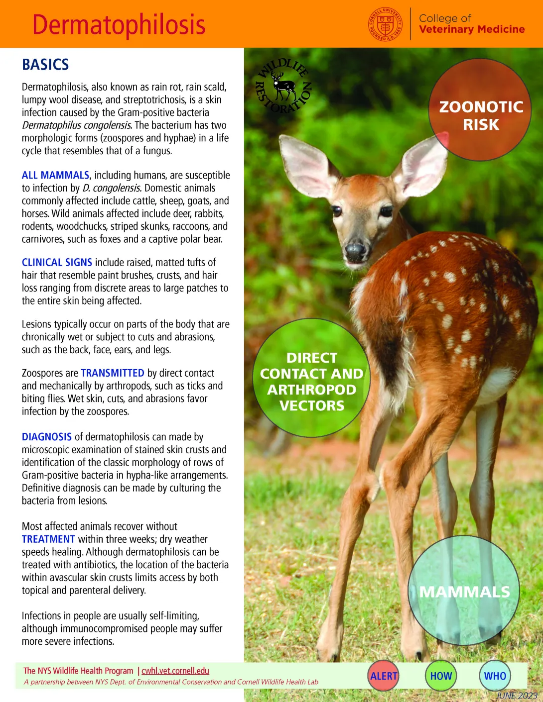 Thumbnail of fact sheet; click on image to download PDF