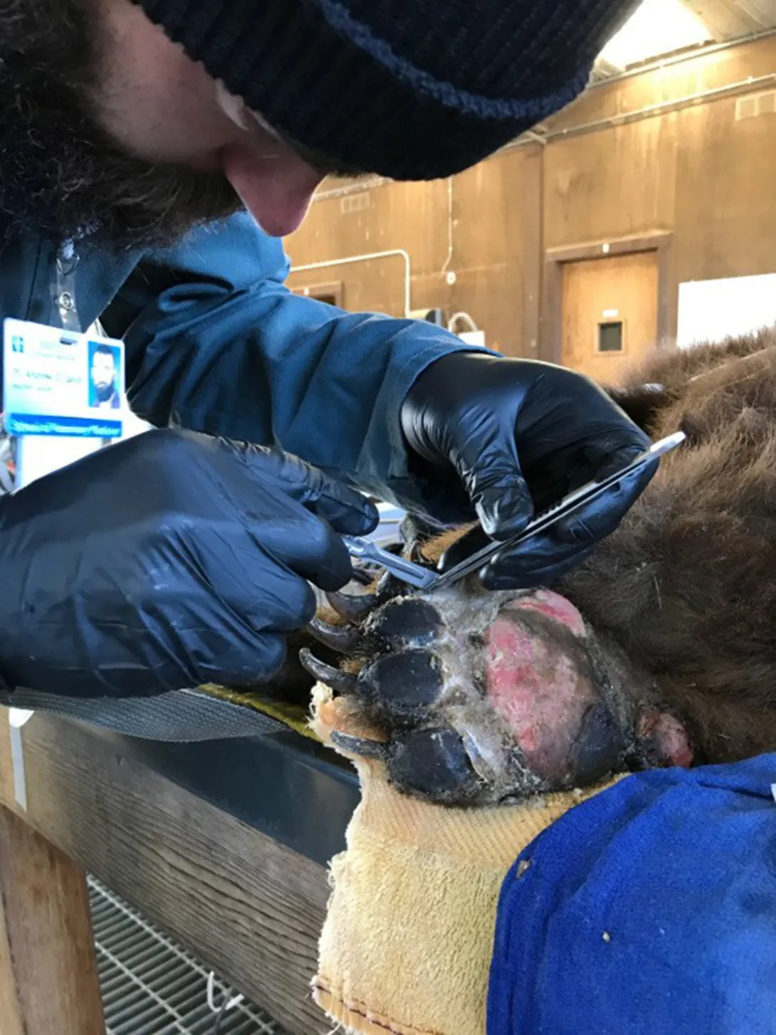 Dec 2017, Andrew treated two black bears burned during the Thomas wildfire in Southern CA at the WIL