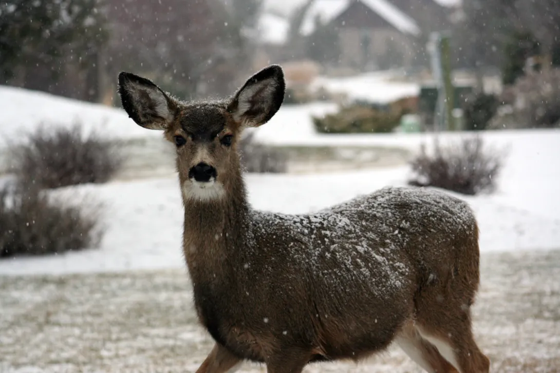 White-tailed deer in snow