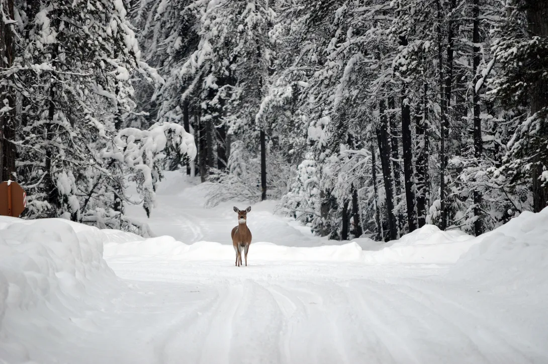 white-tailed deer in winter