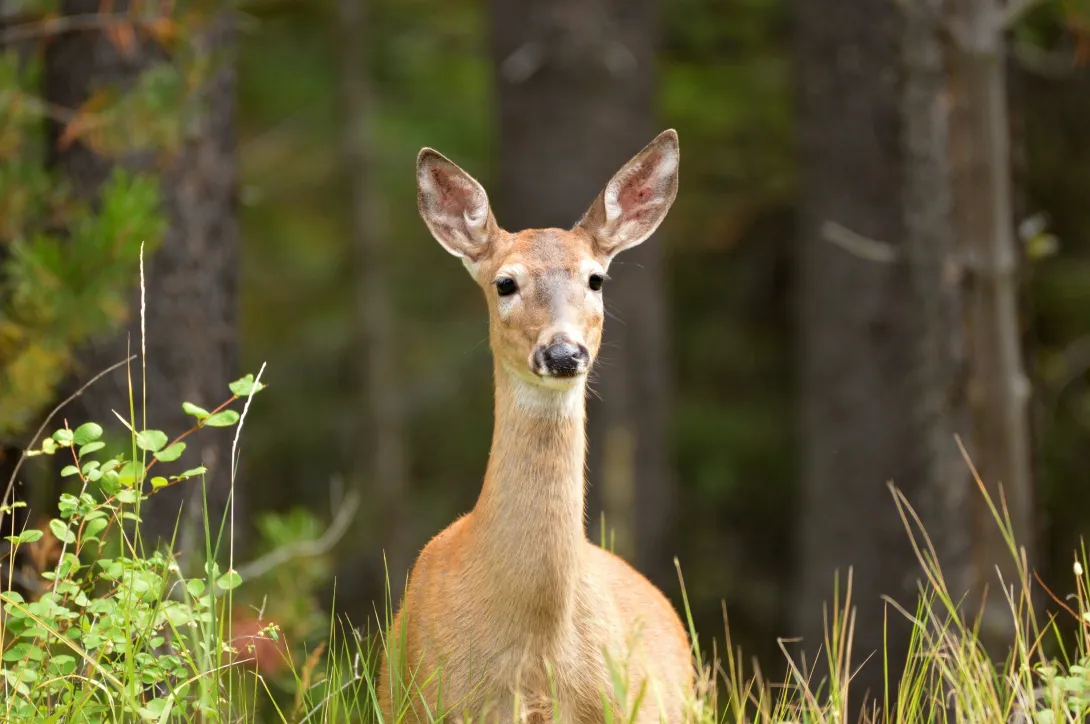 deer at edge of woods
