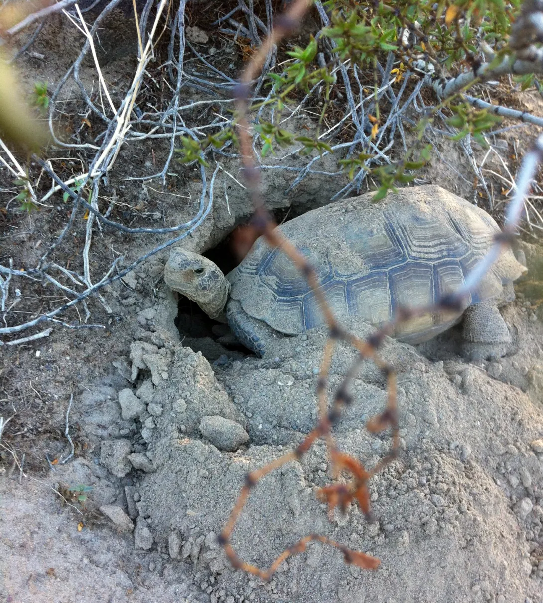 Desert tortoise digging a burrow