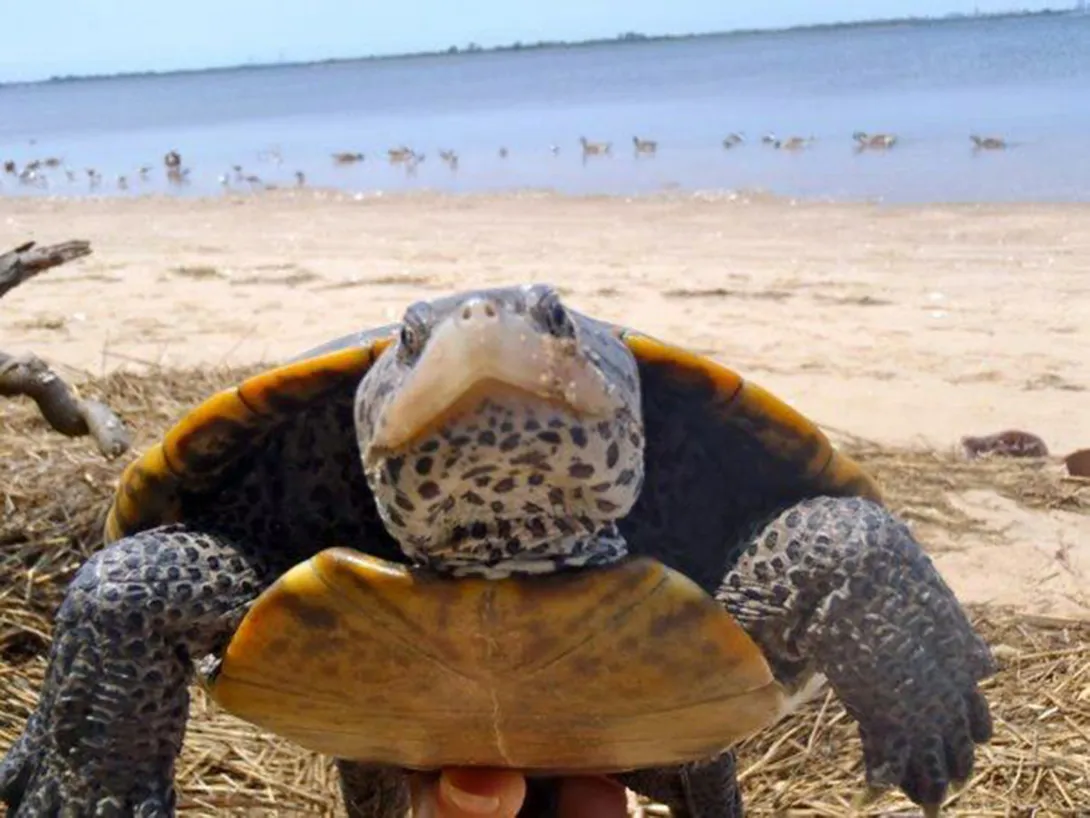 diamondback terrapin close up