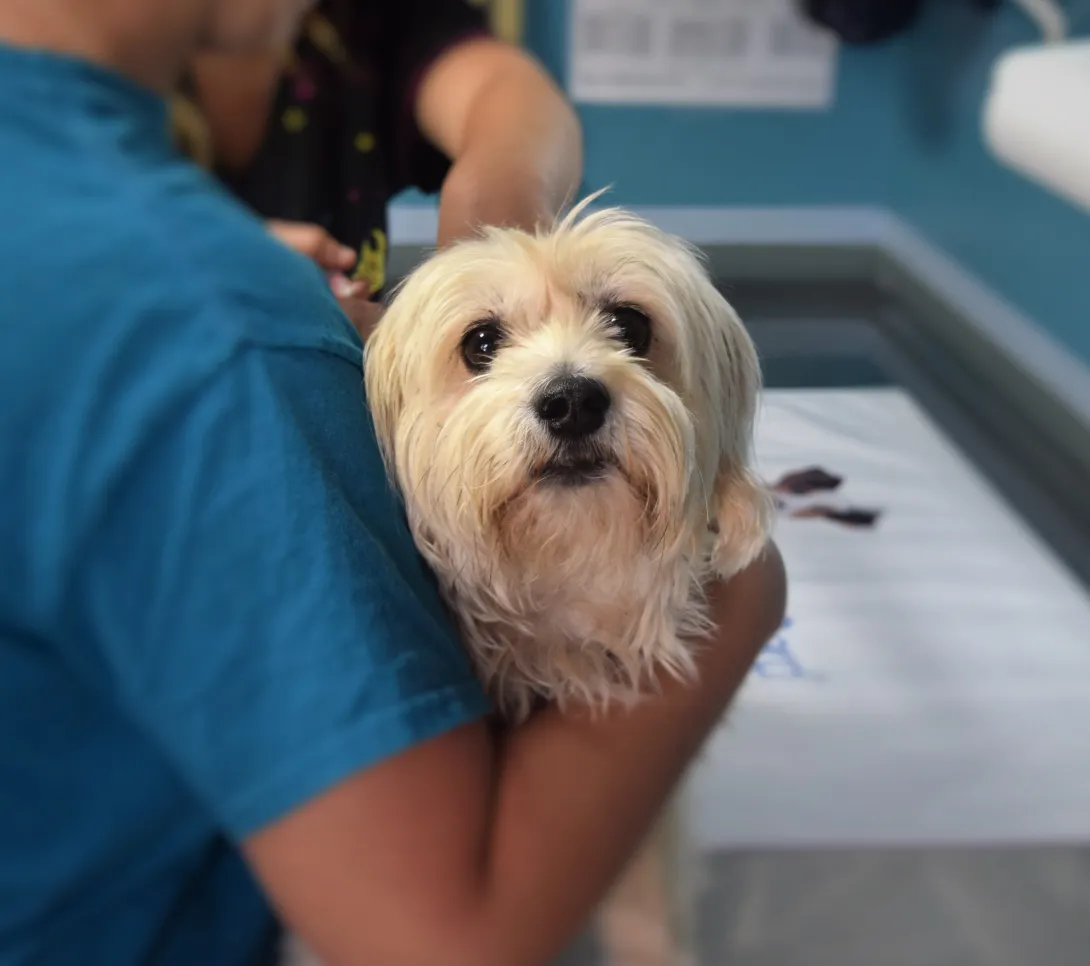 White dog at the veterinarian