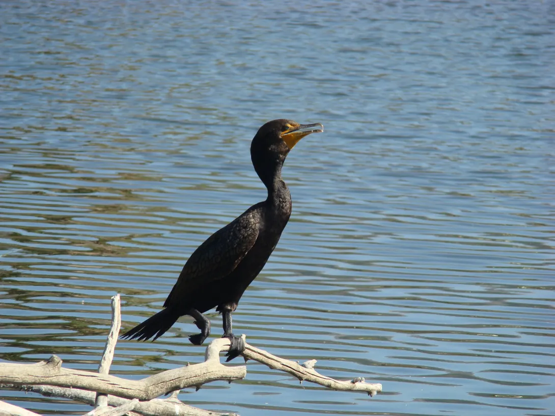 Double-crested cormorant on branch above water