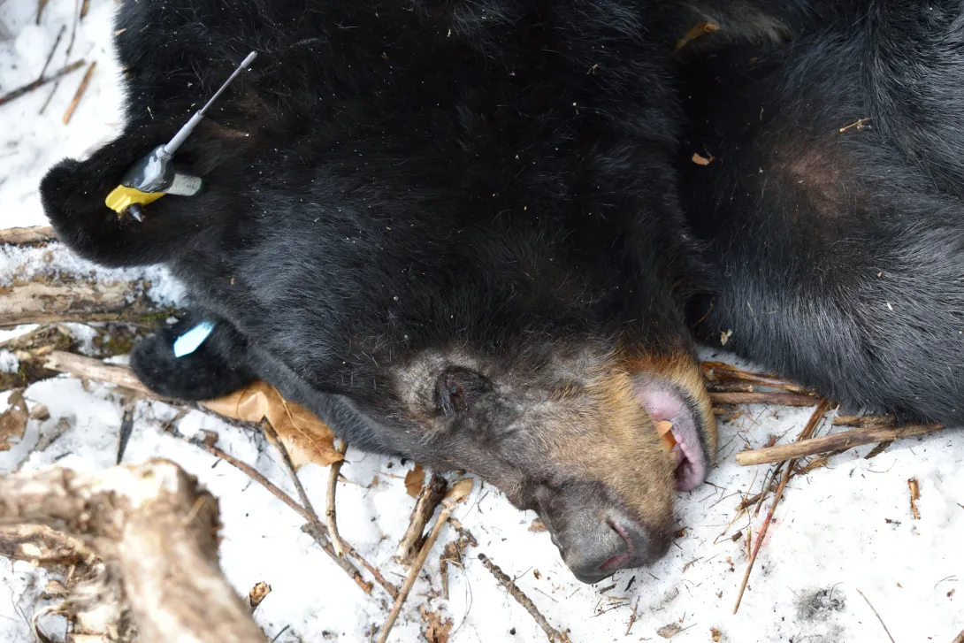 Female adult black bear, sedated during a den survey, showing early signs of mange infection around her eyes.