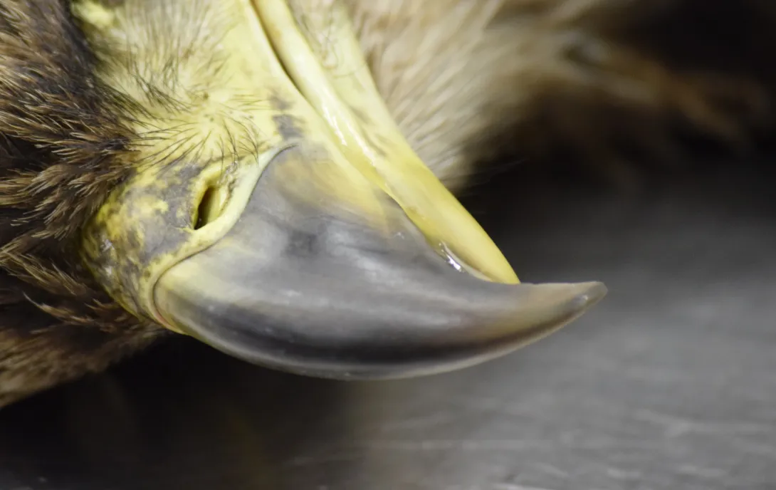 close up image of bald eagle beak