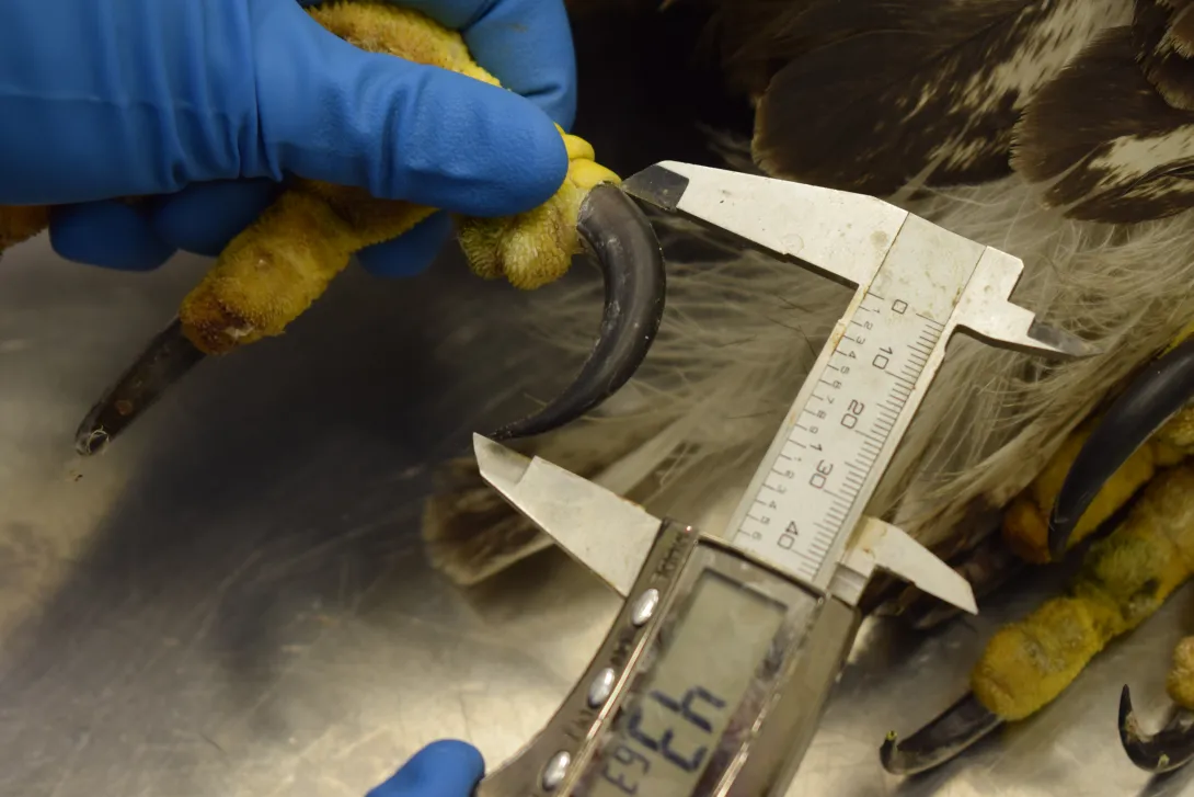 Wildlife pathologist using digital calipers to measure a juvenile bald eagle's talons