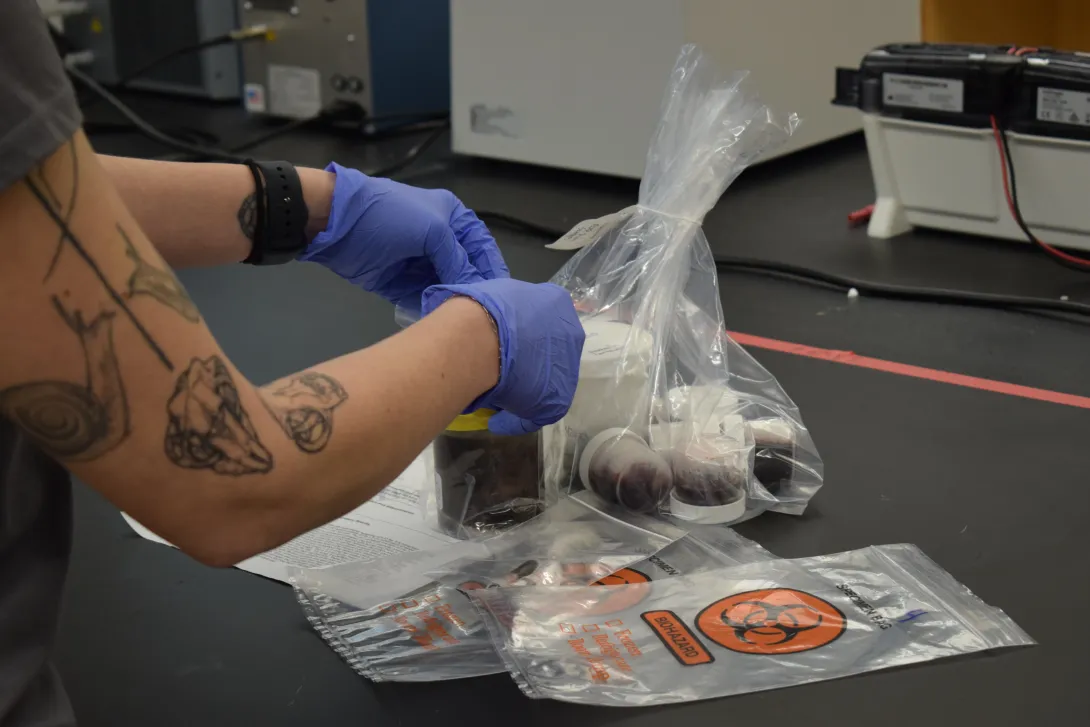 Melissa examining multiple wildlife samples and preparing them for diagnostic testing throughout the labs.