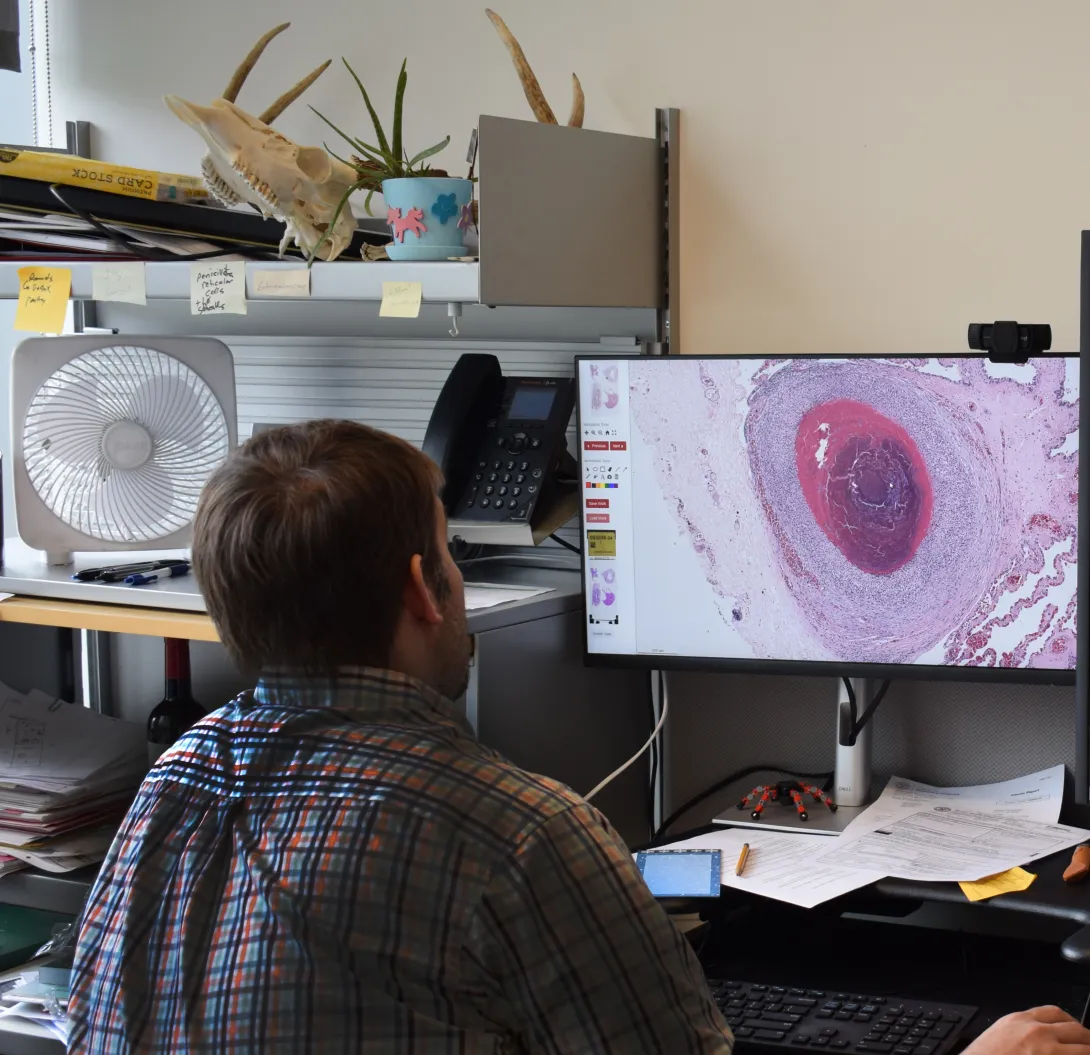  Dr. Hitchener in his office reviewing slides for the day.