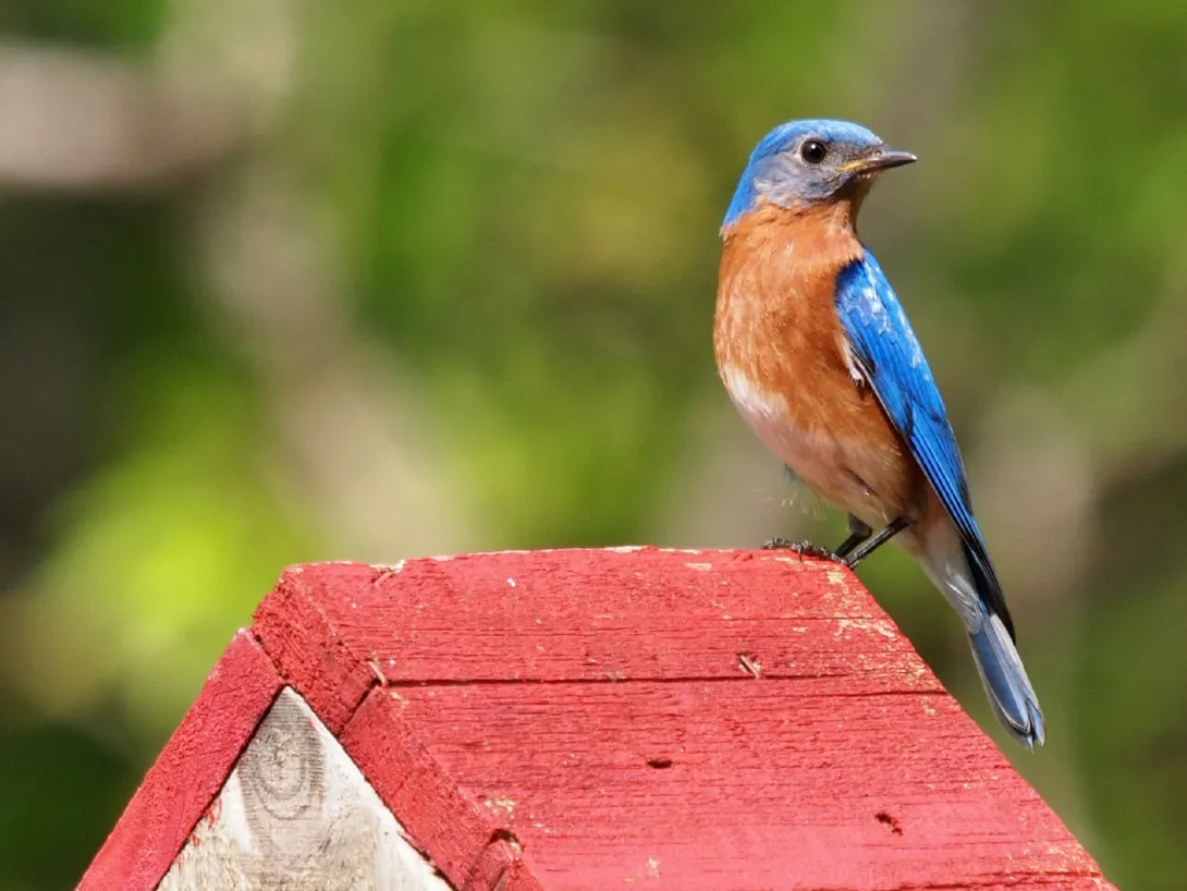 Male Eastern bluebird on birdhouse with red roof