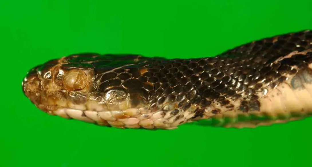 Eastern rat snake (Pantherophis alleghaniensis) showing signs of fungal infection. Obvious external abnormalities are an opaque infected eye (spectacle) and roughened, crusty scales on the snout. 