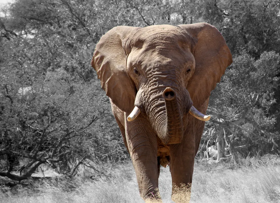 African elephant in wild